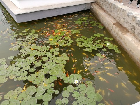 錦鯉荷塘