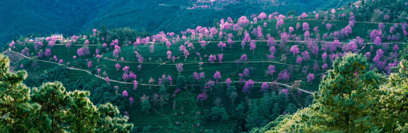 無量山櫻花谷