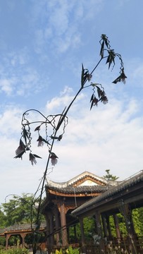 海珠濕地
