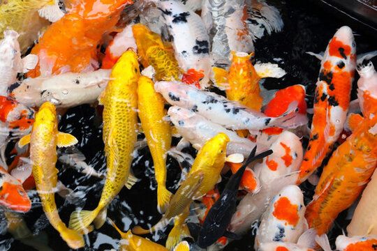 觀賞鯉魚