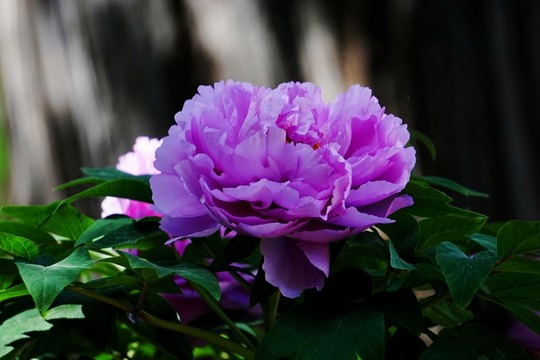 淺藍