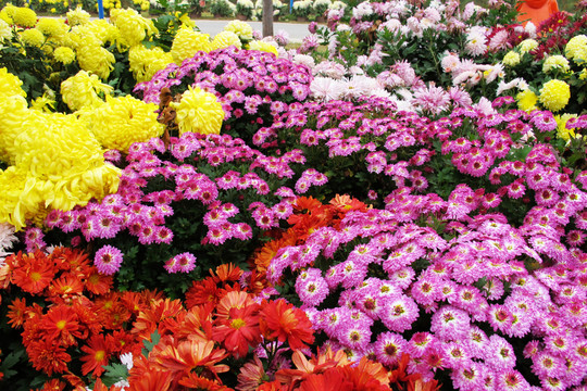 菊花花海