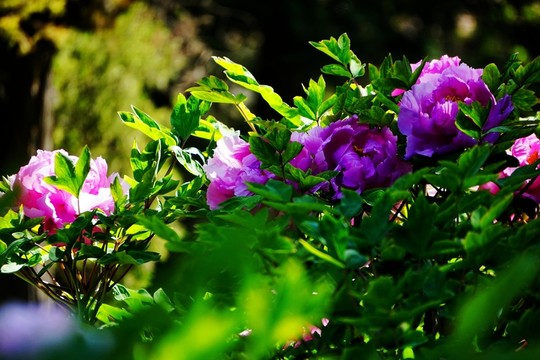 花開富貴