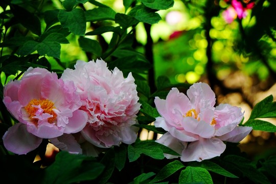 花開富貴
