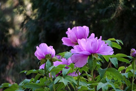 花開富貴