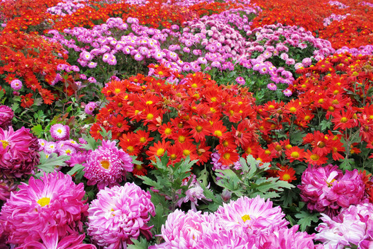 菊花