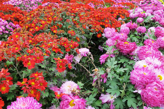 菊花