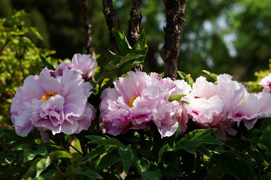花開富貴