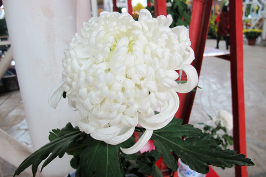 菊花