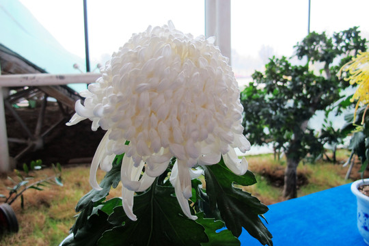 菊花