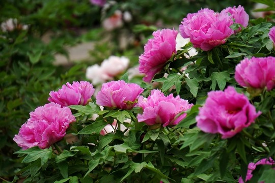 花開富貴