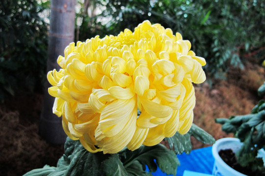 菊花