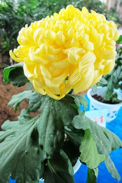 菊花