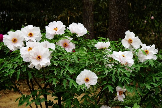 花開富貴