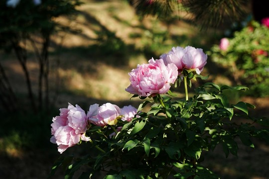 花開富貴