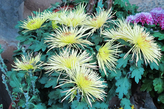 菊花