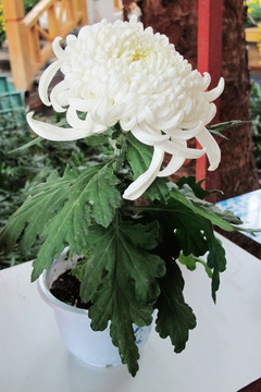 菊花