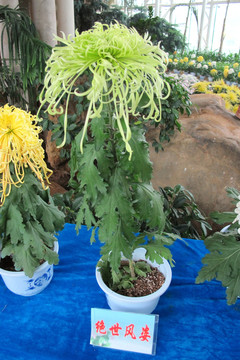 菊花