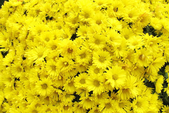 菊花