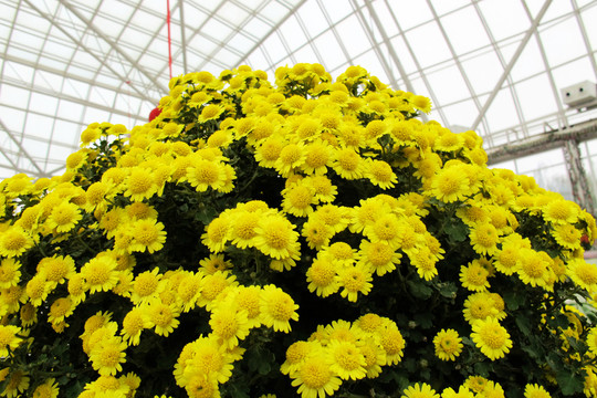 菊花
