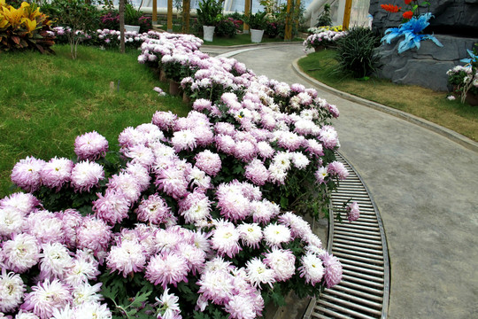 菊花