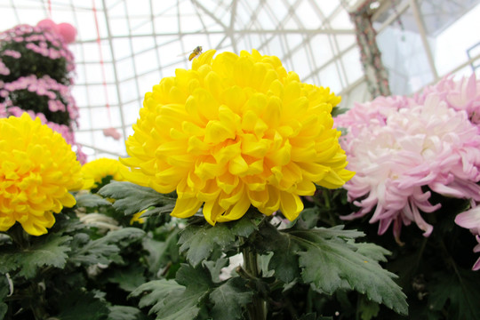 菊花