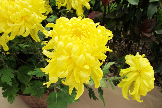 菊花
