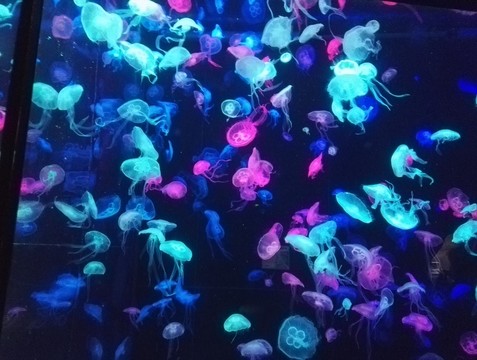 水母