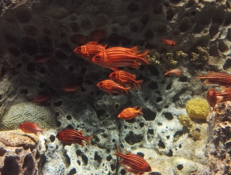 魚
