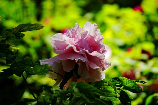 繡球