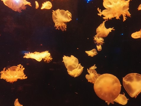 水母
