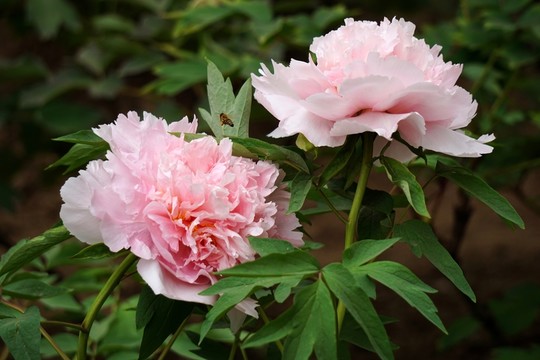 繡球