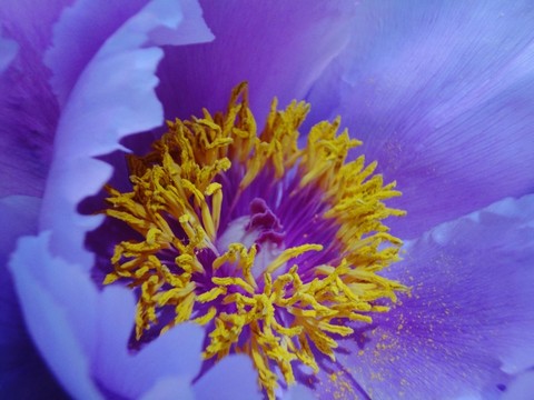 花蕊
