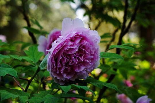 花開富貴