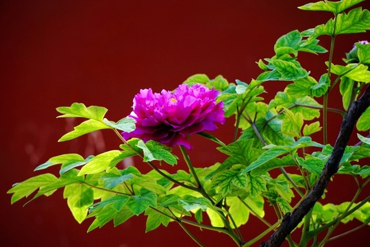 花開(kāi)富貴