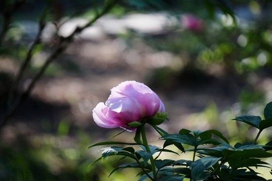 花開富貴