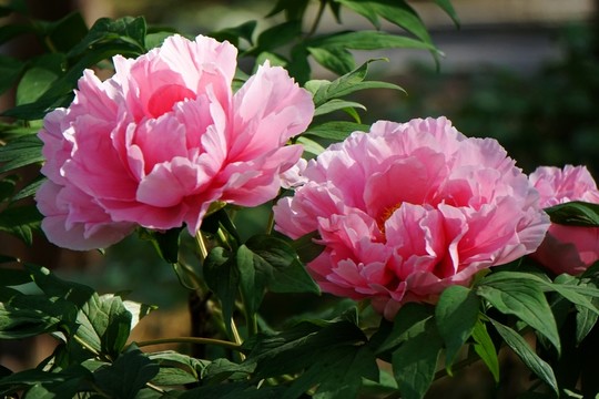 國(guó)色天香