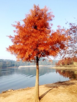 落羽杉