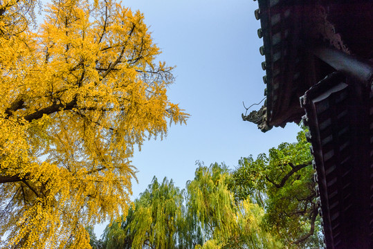 500年樹齡銀杏樹