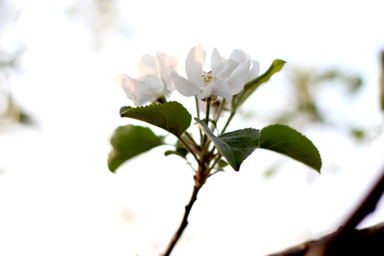 蘋果樹花