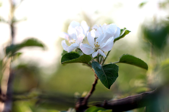 蘋果樹花