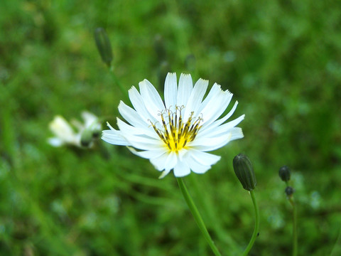 路邊的野花 小花