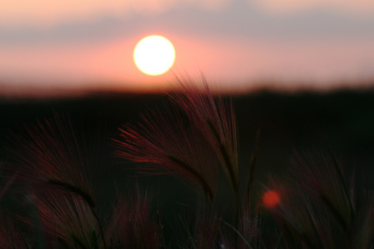 夕陽 小草