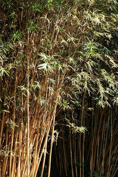 琴絲竹