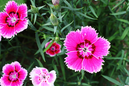 石竹花 洛陽花 石柱花
