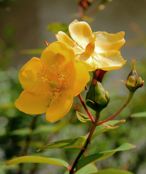 花園