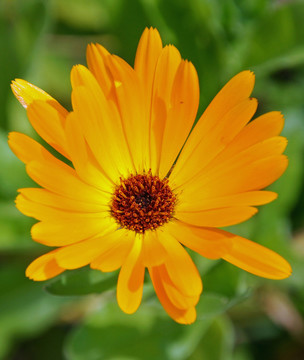 陽臺(tái)鮮花