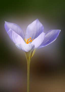 番紅花屬