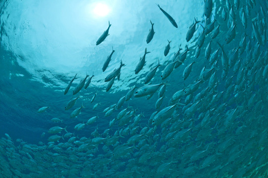 鯖魚形成