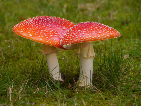 毒菌